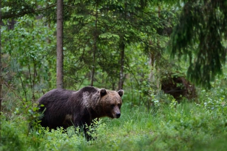 Braunbär in der Wildnis in Estland
