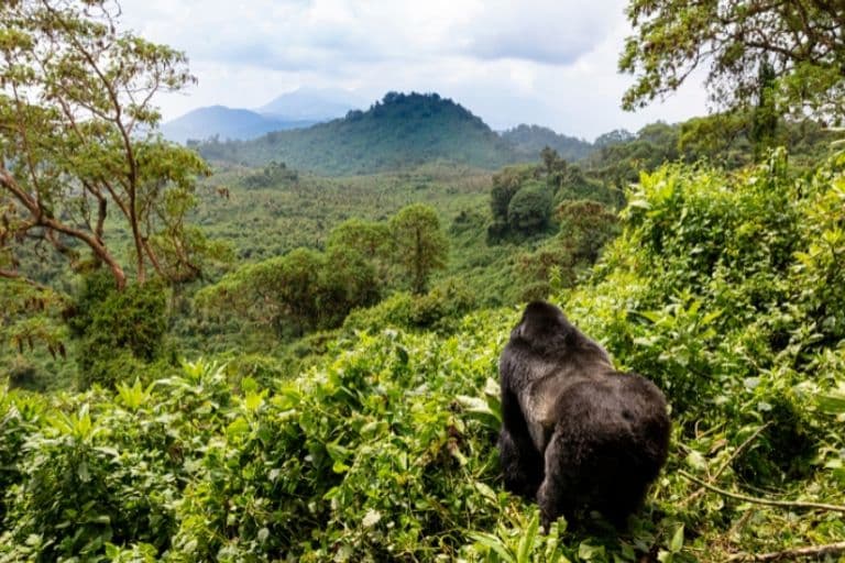 Berggorilla in einer Landschaft in Ruanda
