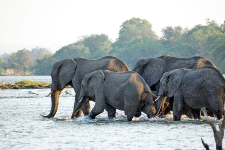 Elefanten im Zambezi River im südlichen Afrika