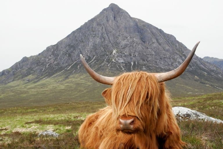 Highland-Kuh in Schottland