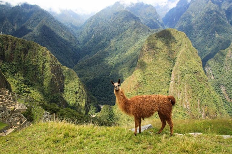 Lama vor einer Landschaft in Peru