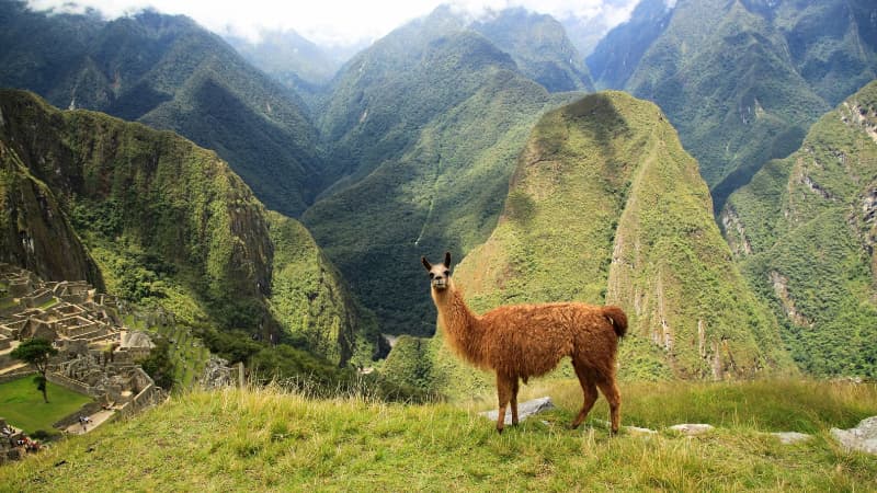 Lama vor einer Landschaft in Peru