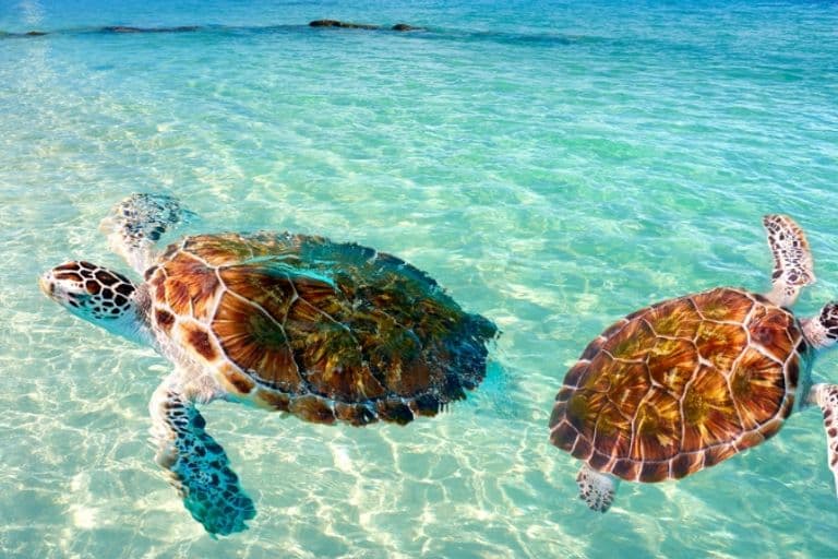 Schildkröten im klaren Wasser des Karibischen Meers