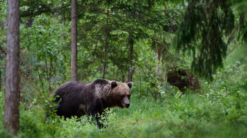 Braunbär in der Wildnis in Estland