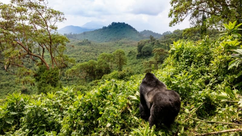 Berggorilla in einer Landschaft in Ruanda