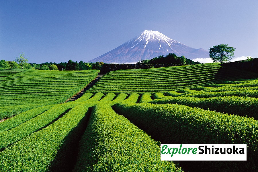 Tea plantationüFFuji City_mitLogo
