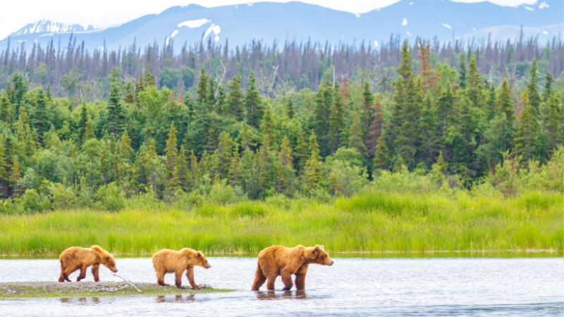 Grizzly-Bären im US-Bundesstaat Alaska