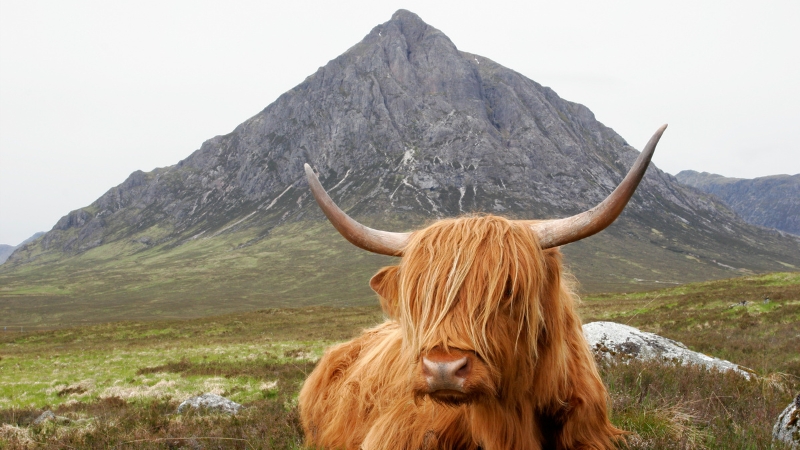 Highland-Kuh in Schottland